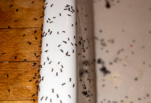 Best Termite Control Services  in Edgewater, NJ